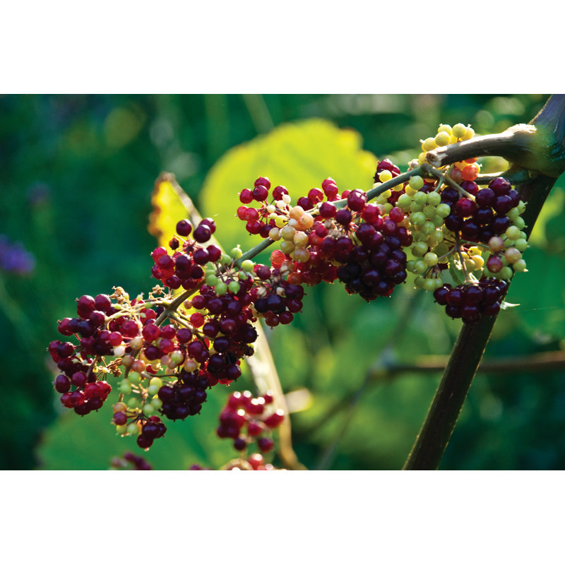 Grapes On The Vine - Wrapped Canvas Print, 30cm H x 46cm W x 3.8cm D