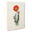 Illustration of a Poppy Flower - Wrapped Canvas-55359414