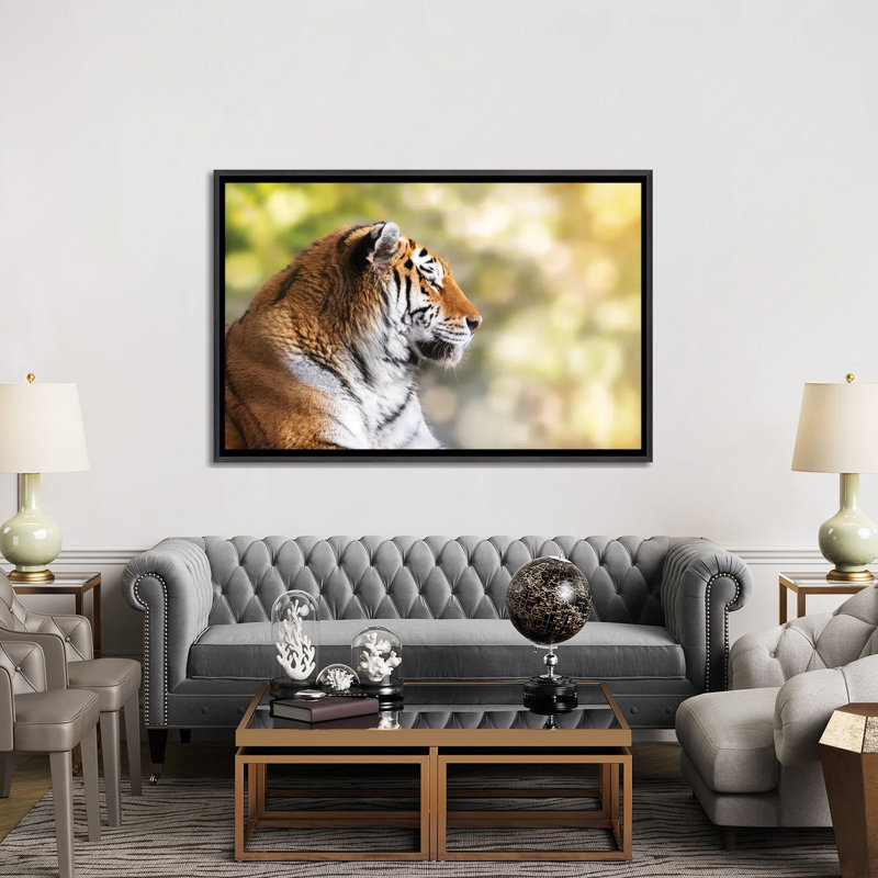 Tigre de Sibérie au soleil - reproduction d'art murale - toile encadrée, 60" x 40", Framed Canvas, Distressed Black