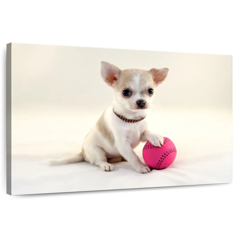 Chihuahua sportif Brampt, H 8 po x l 12 po