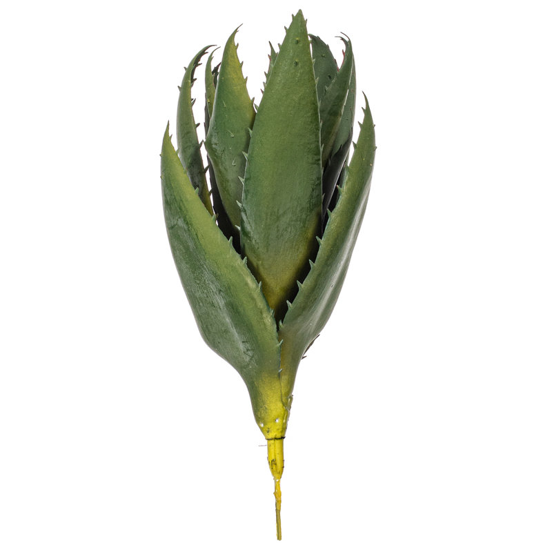 11.5 Plante