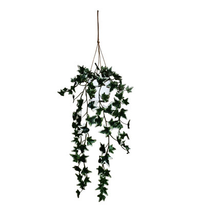 26'' Ivy Plant in Pot