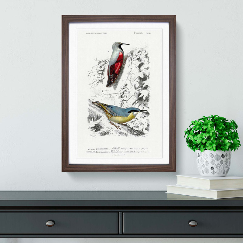 Bird Illustrations PL. 16 by Charles D' Orbigny - Single Picture Frame Painting, 33cm H x 24cm W x 2cm D, Walnut Framed