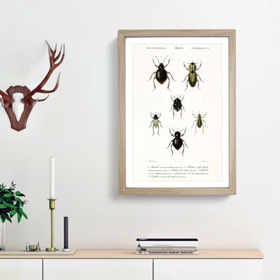 Beetle Illustrations PL.7a 1 Piece Single Picture Frame Wall Art
