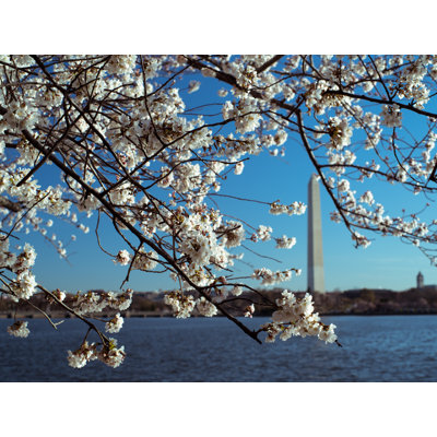 Full Bloom Print by Scott Wurzel
