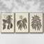Sépia Botanical Journal VI 3 pièces-97711658-97711659