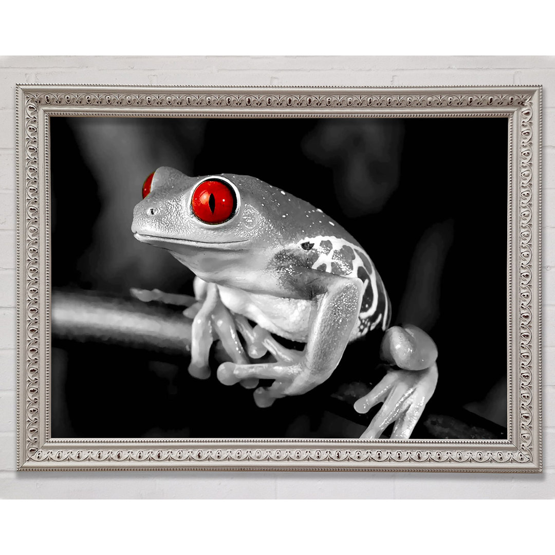 Rotäugiger Frosch - Druck