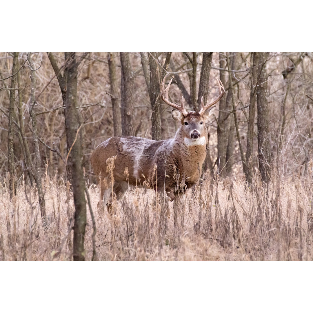 Winter Whitetail Buck ist wach und wachsam vor Sonnenaufgang von Ricardoreitmeyer - No Frame Print auf Leinwand