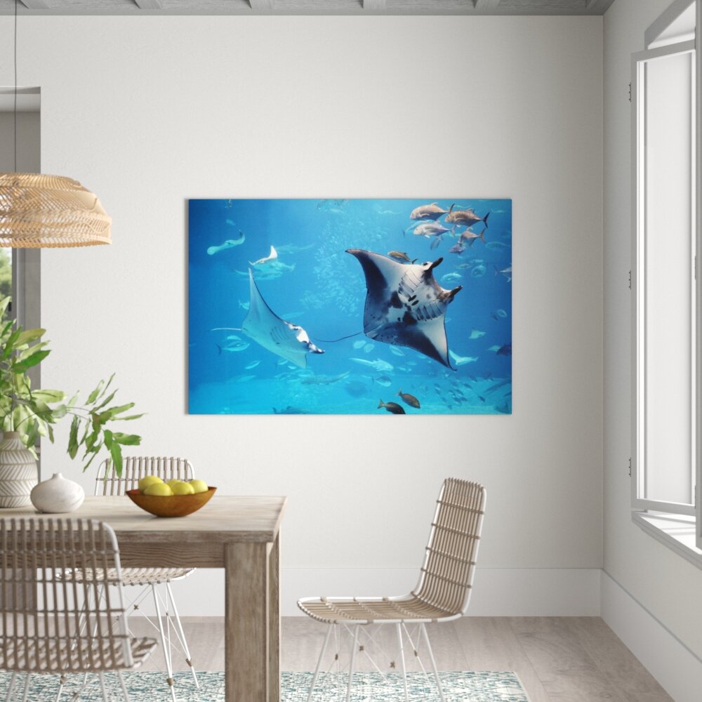 Leinwandbild Manta Ray