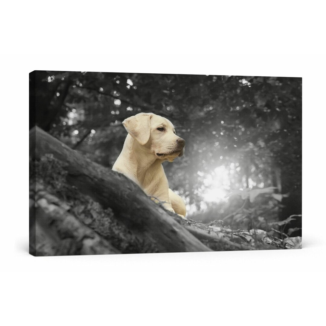 Leinwandbild Labrador Welpe im Wald