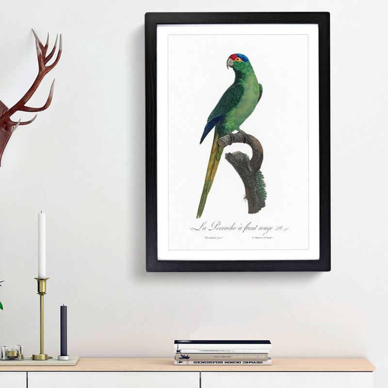 Red-Crowned Parakeet by F. Levaillant - Picture Frame Painting Print, Black Framed, 36cm H x 27cm W x 2cm D