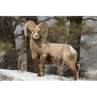 «Big Horn Ram» par Mtnmichelle - photographie sur toile tendue
