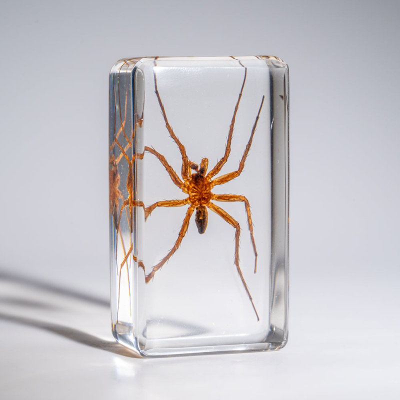 Genuine Small Spider In Lucite