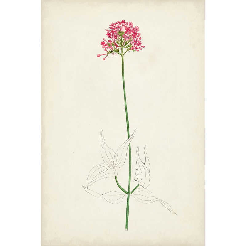 Botanical Sketches XI - Graphic Art, Wrapped Canvas, 46 cm H x 30 cm W