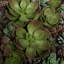 Arrangement floral succulent