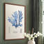 «Blue Marine Algae IX», reproduction encadrée - bois massif-32243040-32243048