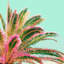 Fiesta Palms - impression sur toile tendue-1250628118-1264973506-1264973517