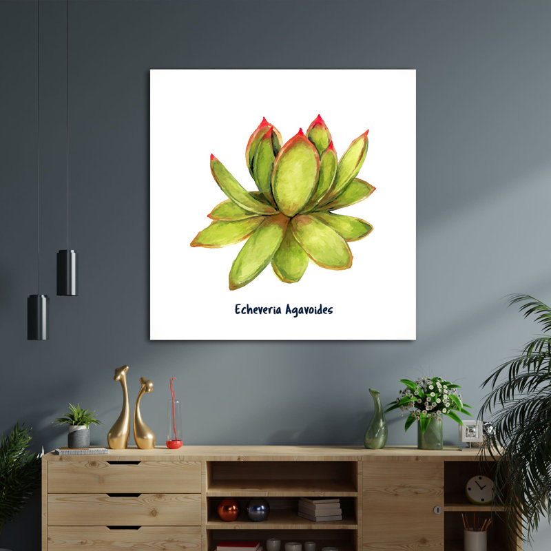Echeveria Laui I - impression sur toile tendue, H 12 po x l 12 po x P 1,5 po