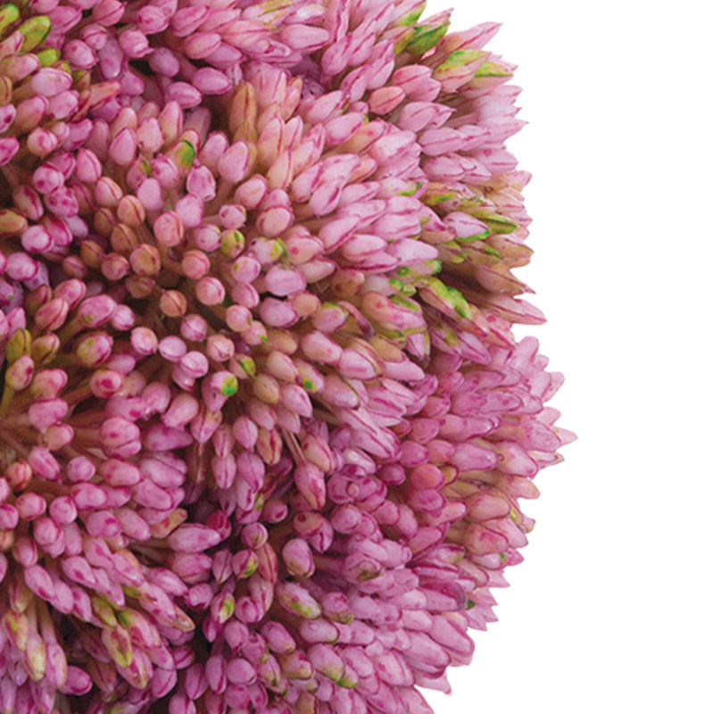 Boules de Sedum décoratives, Rose
