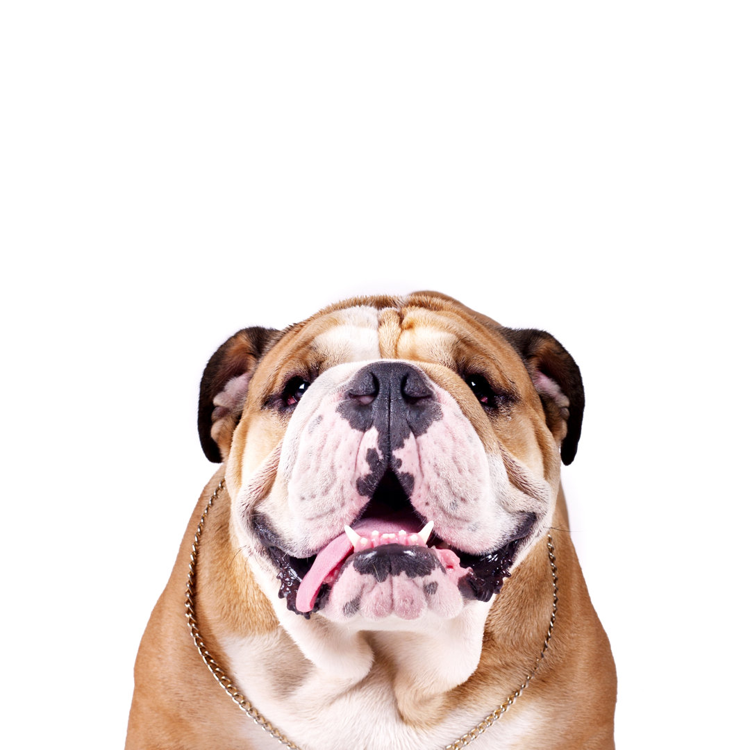 Englische Bulldogge Prince - Kunstdrucke auf Segeltuch