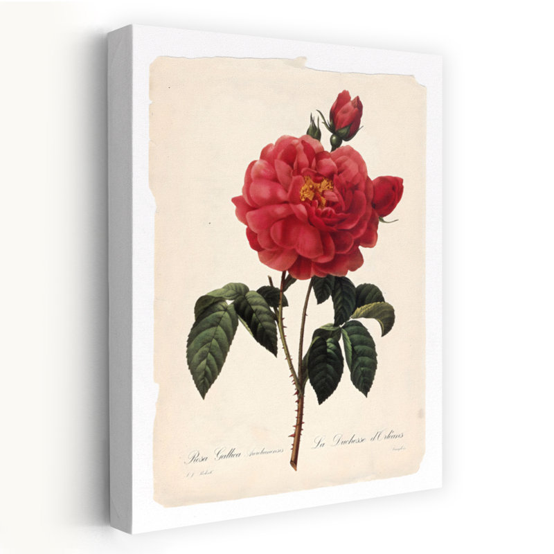 «Red Botanical III Elegant Realistic Vintage Rose Flower Nature», art mural, H 18 po x l 12 po