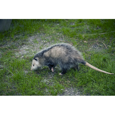 Possum in the Grass - Photographie sur toile tendue
