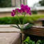 Phalaenopsis 16 po - 3 paquets