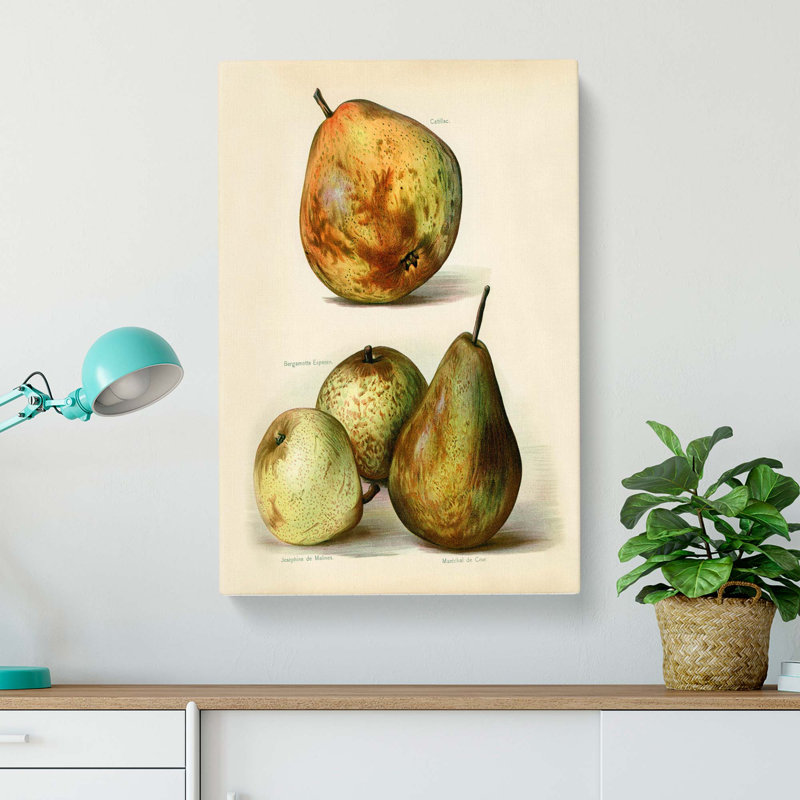 Vintage Illustration Of Pears - Wrapped Canvas Painting, 76cm H x 50cm W x 3cm D
