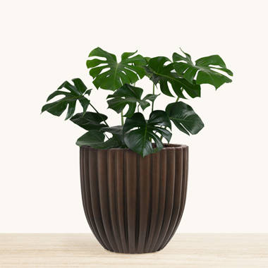 Hunziker Ceramic Pot Planter Rosecliff Heights Size: 24 H x 28 W x 28 D