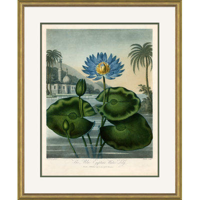 Botanicals 1 Giclee Print by Robert John Thornton