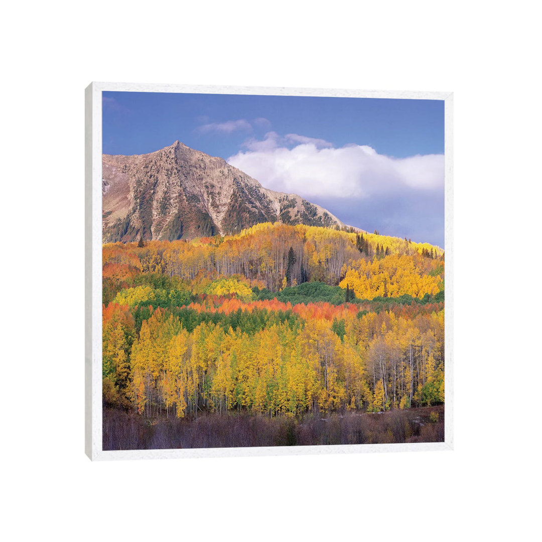 Quaking Aspen Forest In Autumn, Marcellina Mountain, Raggeds Wilderness, Colorado von Tim Fitzharris - Gallery-Wrapped C...