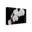 «Dramatic Orchids I» par Sandra Iafrate - reproduction d'art sur toile-1568233724