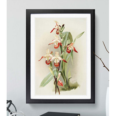 Magnolia Flowers Illustration Tab.89 by Frederick Sander - Picture Frame Art Print