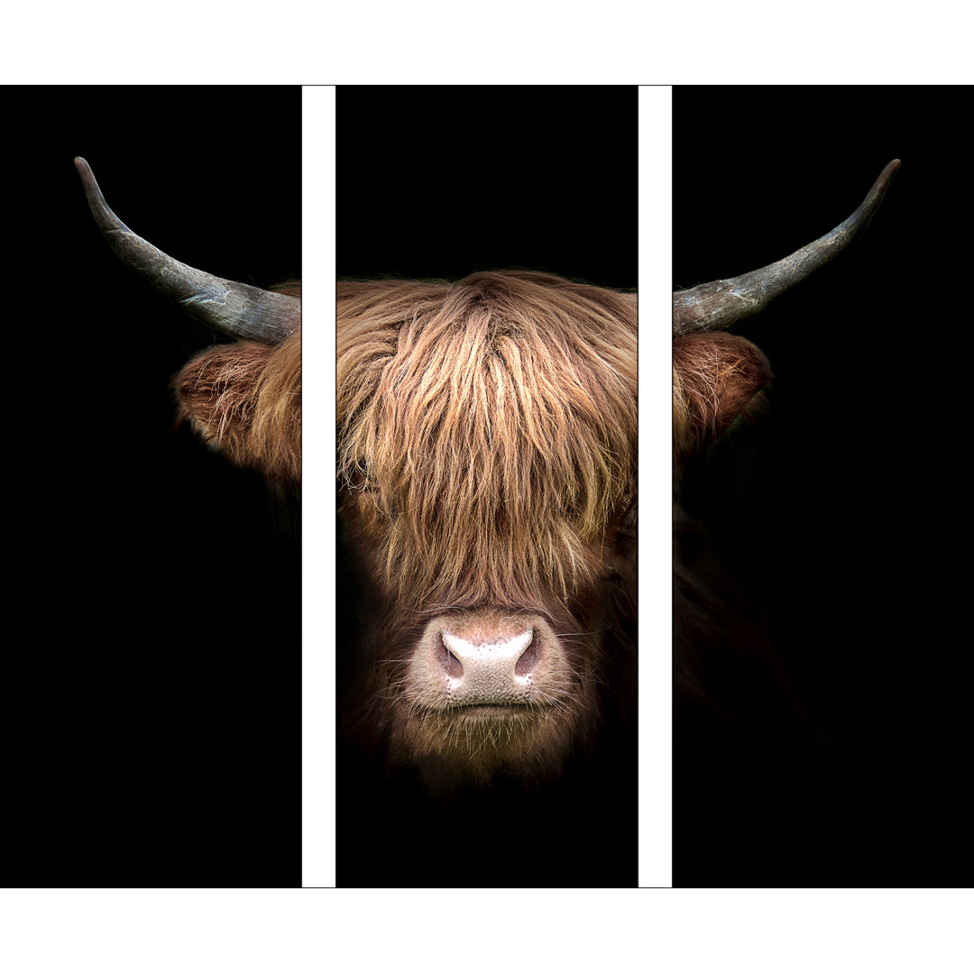 Scottish Highland Cattle VIII – 3-teiliger Druck auf Floatglas