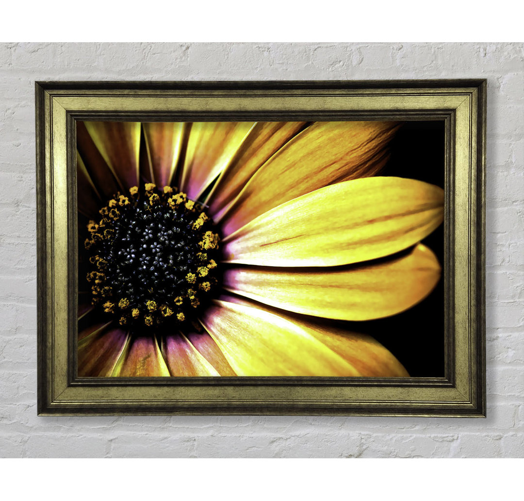 Golden Black Daisy - Einzelner Bilderrahmen Kunstdrucke