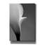 «Calla No. 5» par PhotoINC Studio-1774682594