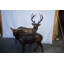 Ensemble de statue de cerf en bronze 2 pièces grandeur nature, L 17 po x l 44 po x H 52 po, Negrete