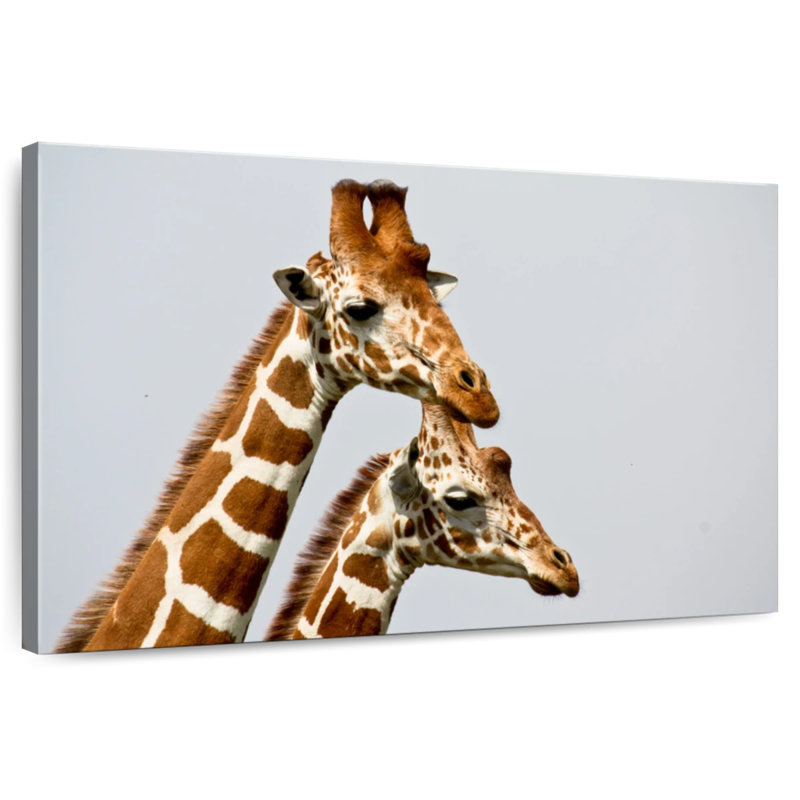 Brampt, girafes de Somali
