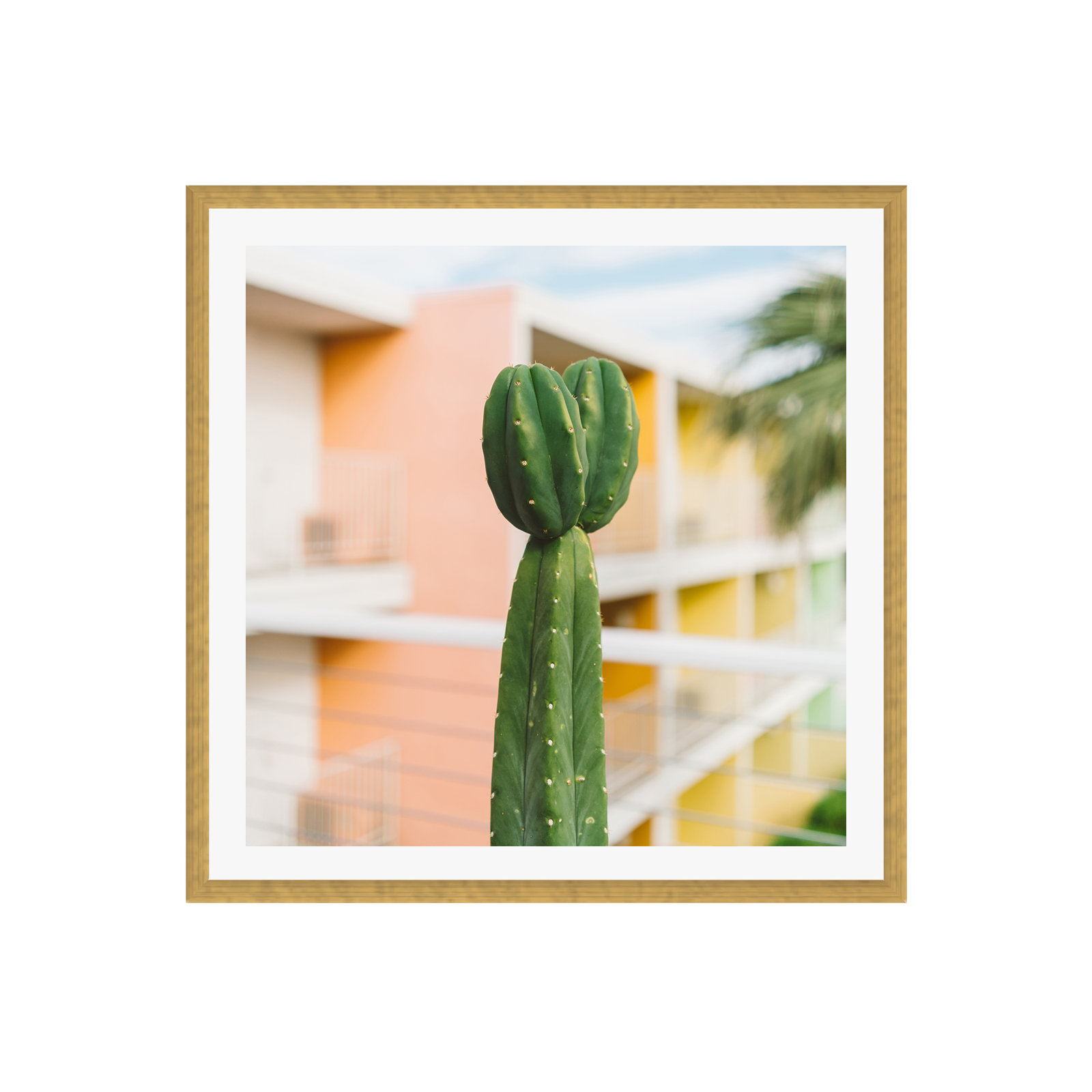 Palm Springs Cactus II by Bethany Young Photography, Yes, Gold Single Picture Framed, 36" H x 36" W x 0.75" D
