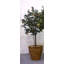 Cremont Handmade Pot Planter-16197645