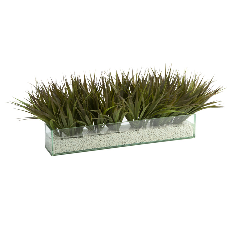 Herbe sauvage dans un verre d'aquarium rectangulaire