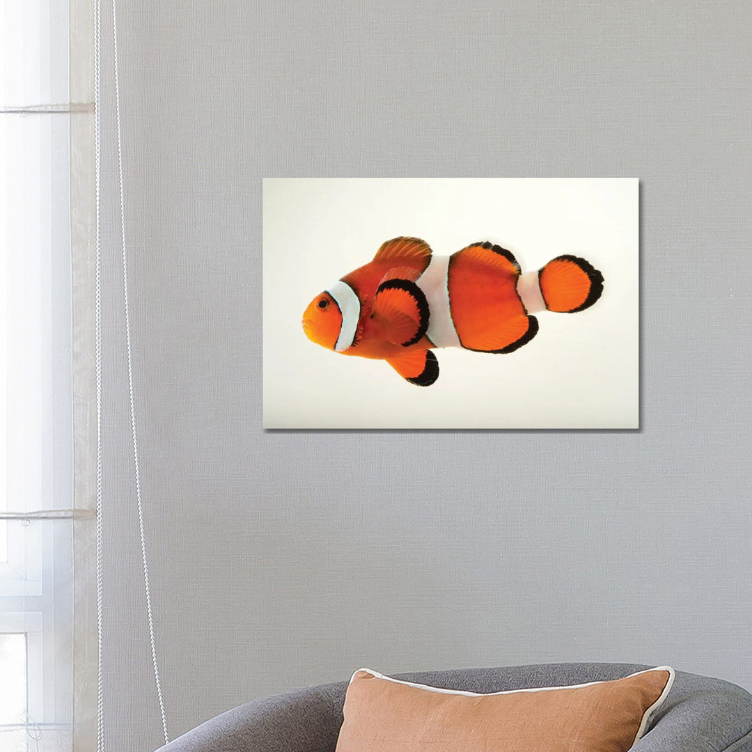 A Peacock Clownfish At The Miller Park Zoo In Bloomington, Il by Joel Sartore - Gallery-Wrapped Canvas Giclée on Canvas