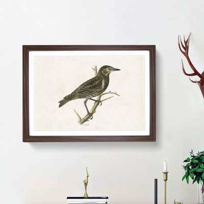 Starling by Von Wright - Framed Print