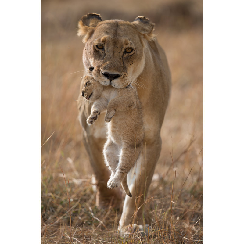 Last Lion Cub by LourensLee - Wrapped Canvas Print, 46cm H x 30cm W