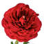 Ranunculus Clooney 19 po Just Cut -1336727396