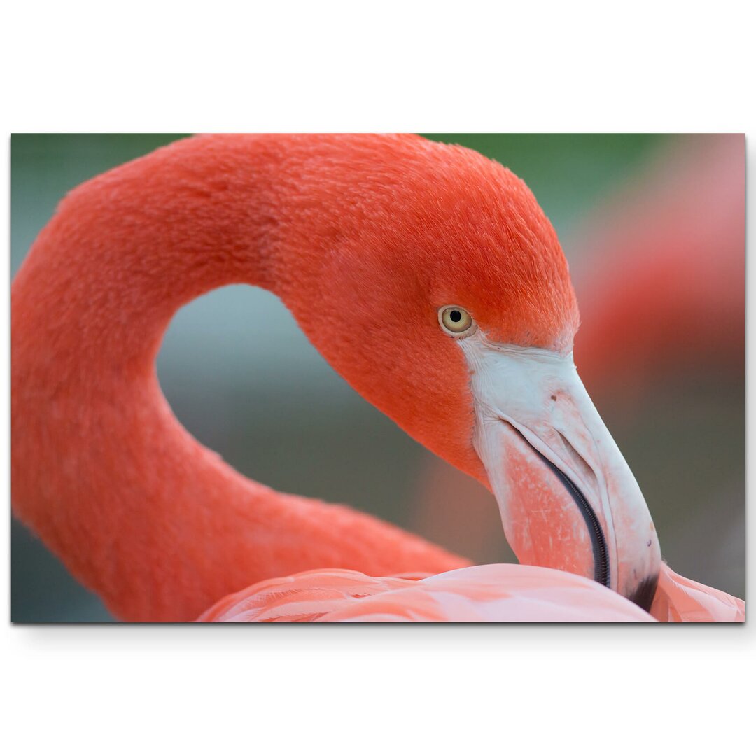 Leinwandbild Flamingo – Nahaufnahme