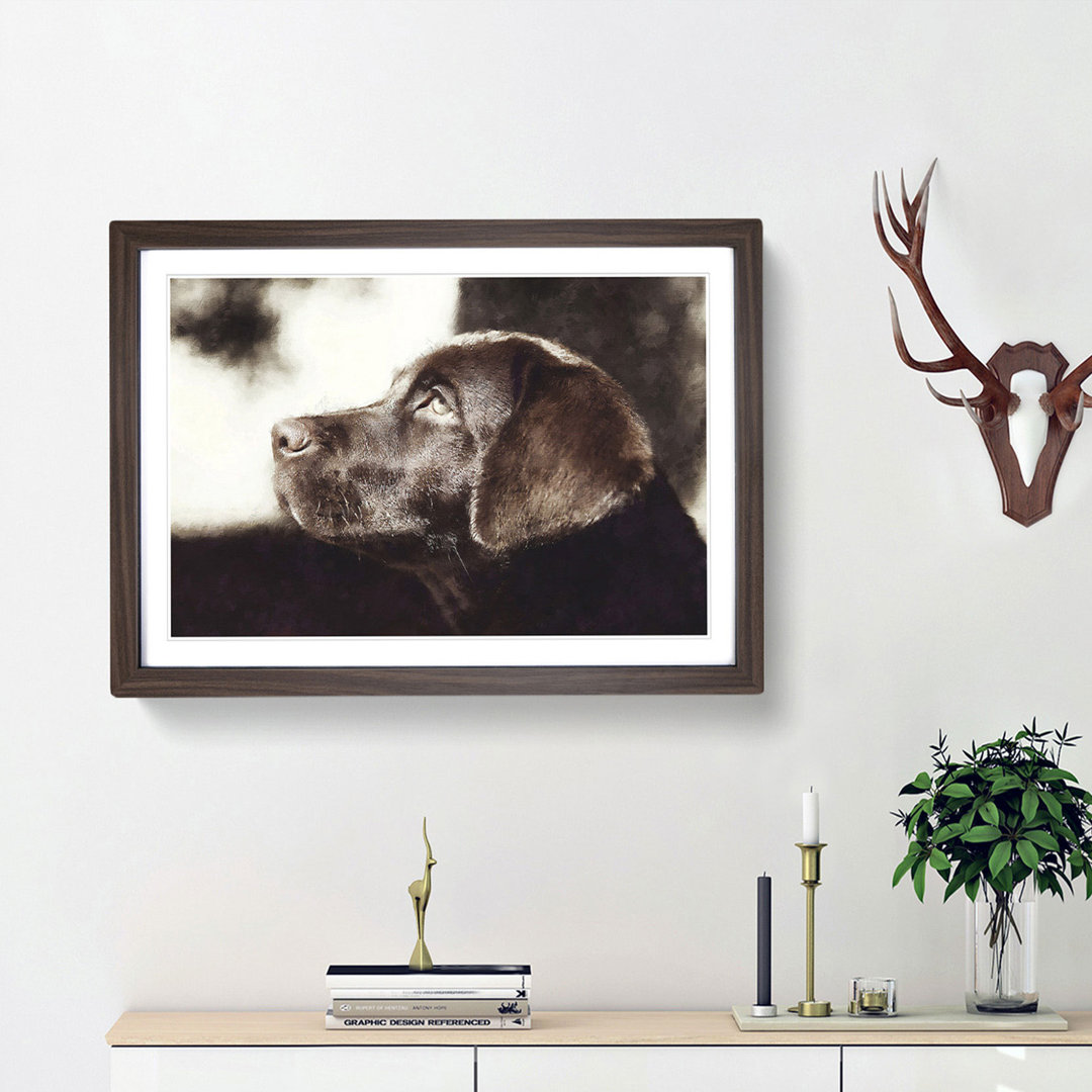 Chocolate Labrador Portrait - Framed Print