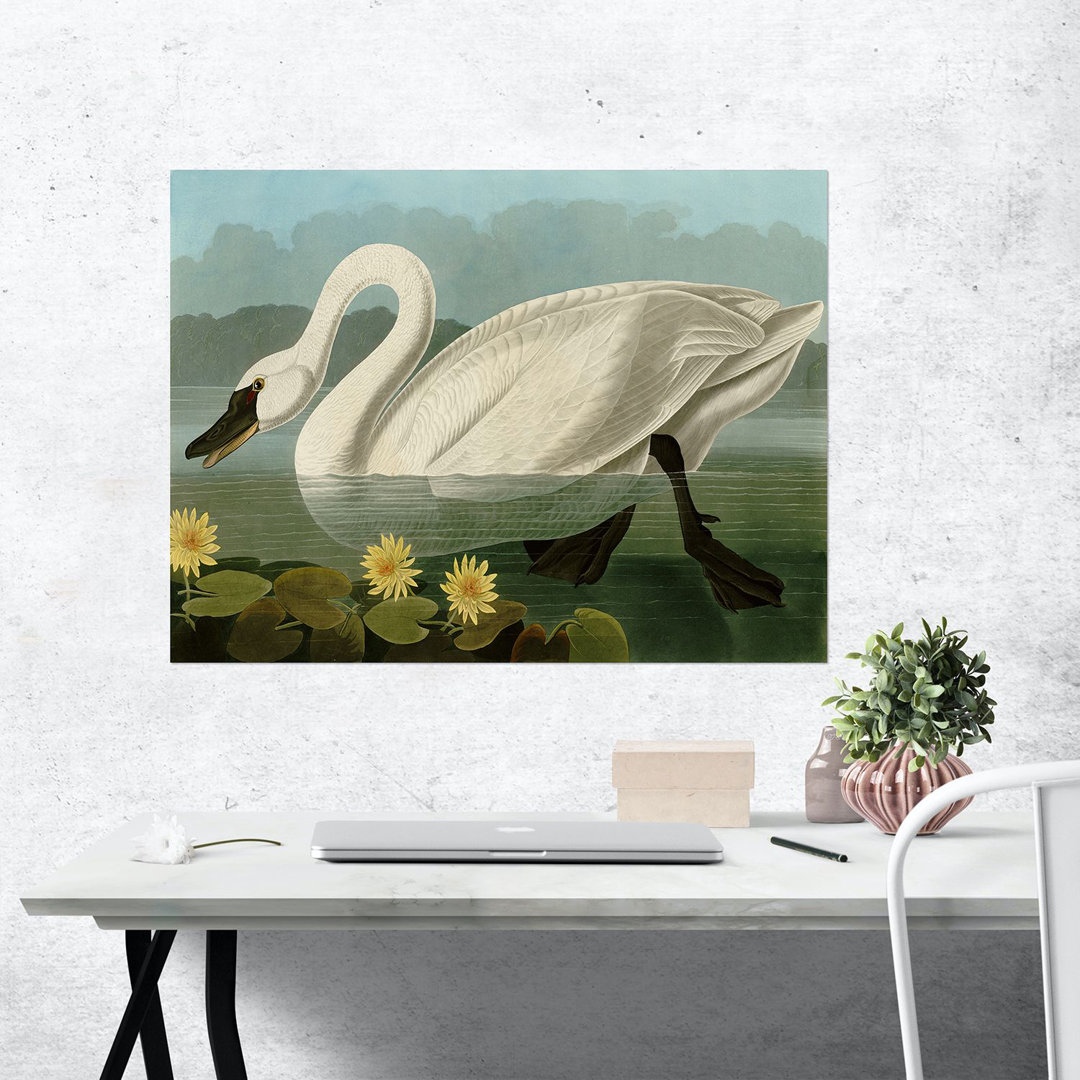 Poster Gemeiner amerikanischer Schwan von John James Audubon