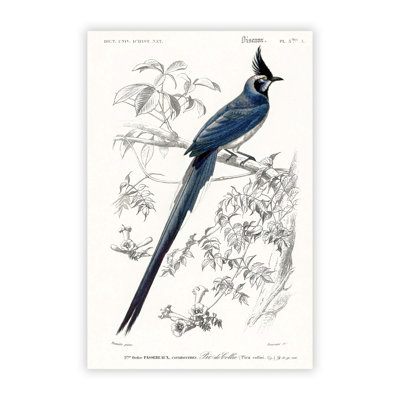Magpie Jay Bird by Charles D Orbigny - Frameless Print