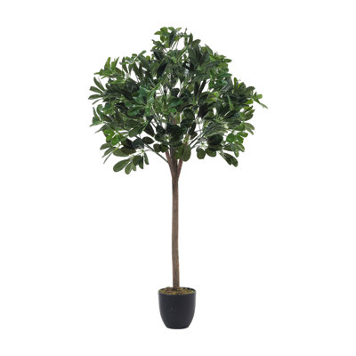 122cm Plant
